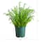 4ft. UV Resistant Artificial Boston Fern Plant with Real Touch Leaves (Indoor/Outdoor)